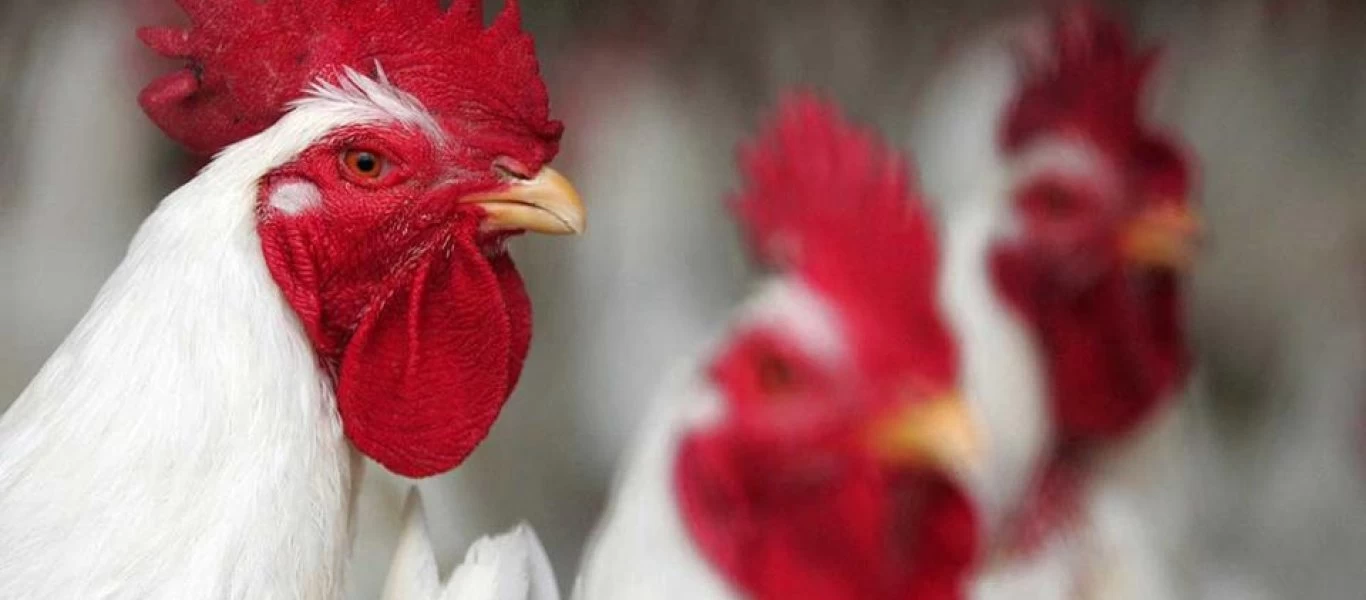 Τρομακτική αλλαγή: Πως άλλαξαν τα κοτόπουλα ανά τα χρόνια - Έχουν γίνει τριπλάσια σε μέγεθος (φώτο)